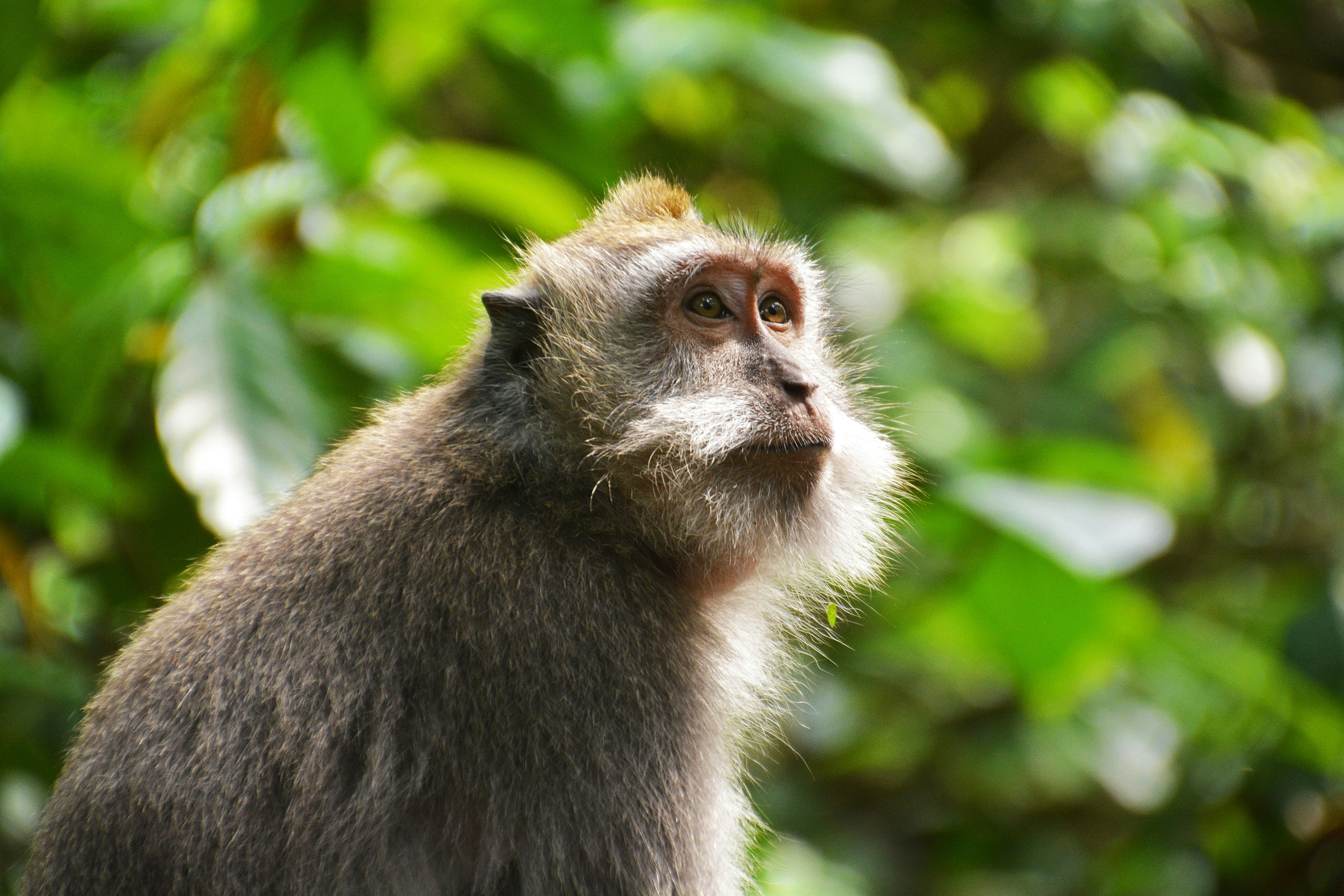 gray monkey on green tree during daytime